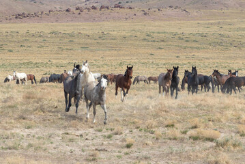 Naklejka na ściany i meble Wild Horses in Spring in the Utah desert