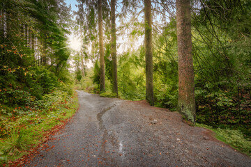 Fototapeta na wymiar Walking trail in Belgian Ardennes forest near Mount Rigi.