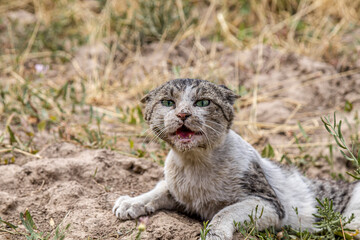 Naklejka na ściany i meble Angry wild cat in dry grass