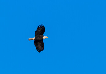 Obraz premium Bald Eagles at Eleven Mile Reservoir