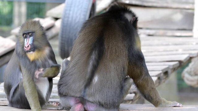 mandrill monkey specie captive in a zoo video footage