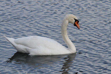 funny swans in a swan lake Tschaikowski 