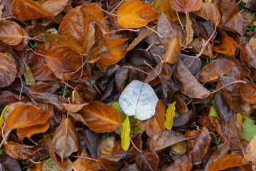 Wet autumn leaves with water drops. Autumn background.