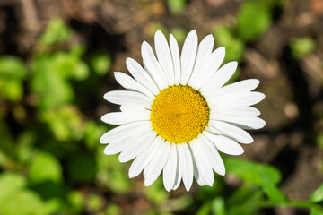Obraz premium Gaillardia flowers closeup. Sammer sunshin day. saturated flower on a background of green grass