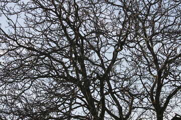 mystic trees in the switzerland autumn landscape