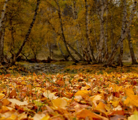 Russia. South Of Western Siberia. Mountain Altai. Golden carpet of leaves on the coast of the Big Ilgumen river near the village of Kupchegen.