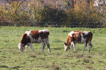 Fototapeta na wymiar Cows in the grass in a switzerland landscape