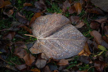 Wet autumn leaves with water drops. Autumn background.