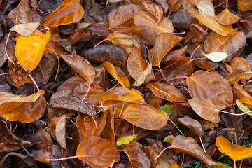 Wet autumn leaves with water drops. Autumn background.