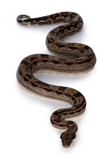 Top view of beautiful brown Boa constrictor aka Boa imperator snake, isolated on white background.