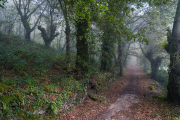 Fototapeta premium Mysterious atmosphere on the path that goes into a forest