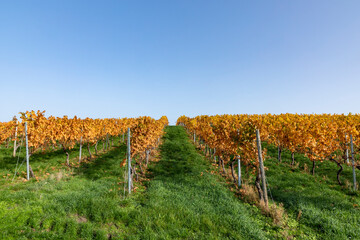 scenic vineyard in the Nahe region in autumn colors