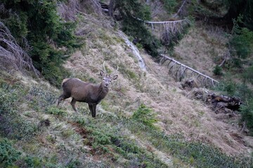 a young red deer on the mountains in autumn