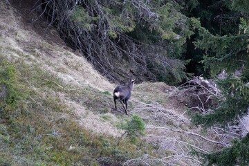 a chamois buck in the rut is looking for a female