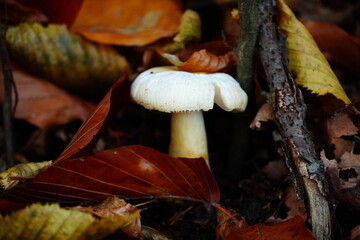 Isolated mushroom in forest 