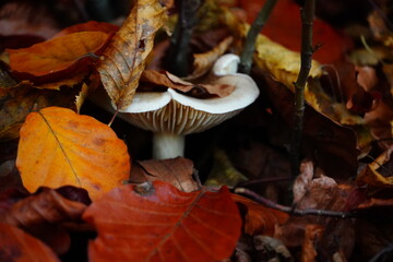Isolated mushroom in forest 