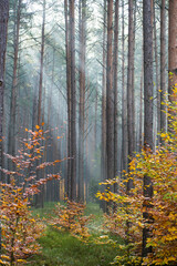 Fototapeta premium Autumnal view of early morning mist in a dark pine forest. Sunbeams are breaking through a thick canopy of tree tops. Selective focus on the trunks, blurred background.