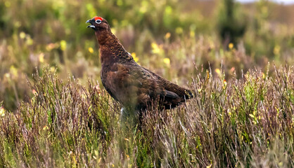 Male red grouse