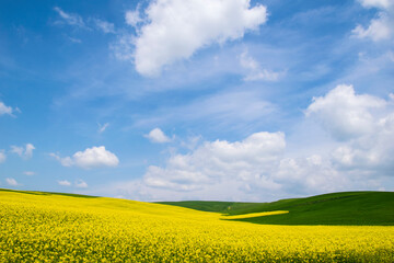 Blooming canola flowers .Rapeseed field. Agriculture.Blooming canola field.Bright Yellow rapeseed oil.