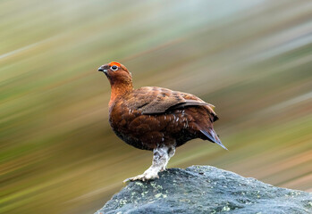 Male red grouse
