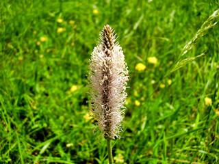 Obraz premium Close up of the Hoary Plantain (Plantago media) in a meadow