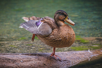 Duck at a blue lake