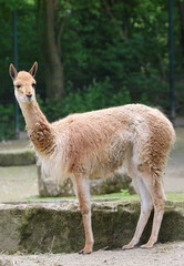 Vikunja standing and posing at local  Zoo
