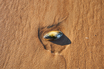 mussel on the sand after low tide