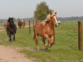 Fototapeta na wymiar galloping horses