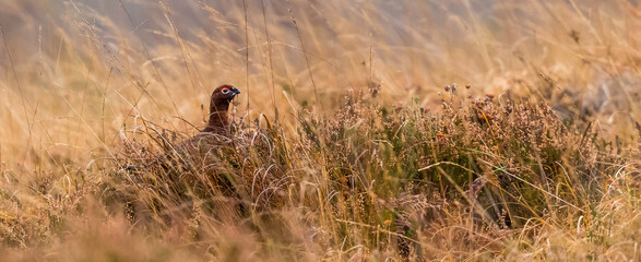 red grouse