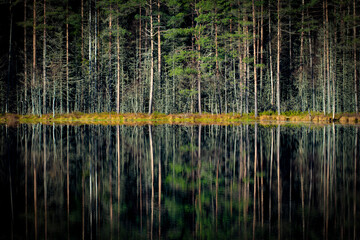 Forest with some pine trees and a few dry dead trees with reflections on the lake
