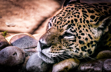 close up of leopard © Tiago