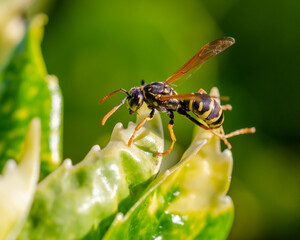 European paper wasp