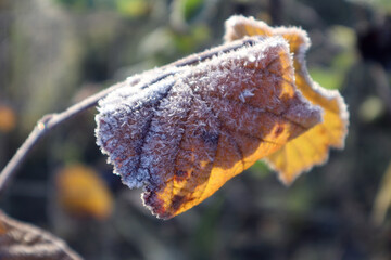 White frost on a yellow hazel leaf in the early autumn morning in the sun, side view