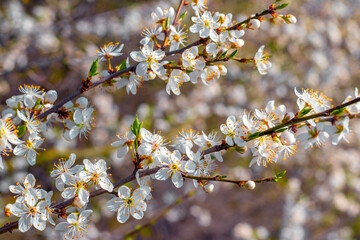 Spring background with flowering trees in sunny weather