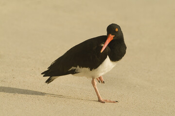 American Oystercatcher, Galapagos Islands,  Ecuador