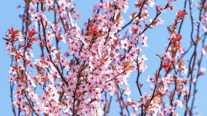 Spring background with pink sakura flowers in sunny weather