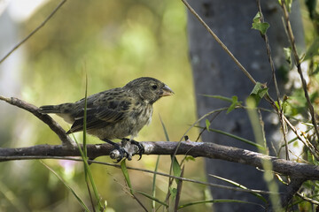 Large Ground-Finch, Tagus Cove, Isabela Island, Galapagos Islands, UNESCO World Heritage Site, Ecuador