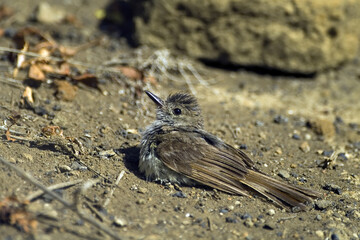 Large Ground-Finch, Galapagos Islands, Ecuador