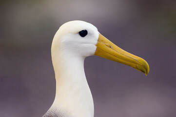 Waved Albatross, Galápagos Albatross, Portrait, Genovesa Island, Galápagos Islands, UNESCO World Heritage Site, Ecuador