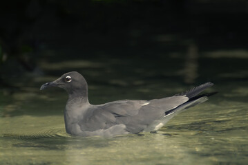 Lava Gull, Genovesa Island, Galapagos Islands, UNESCO World Heritage Site, Ecuador