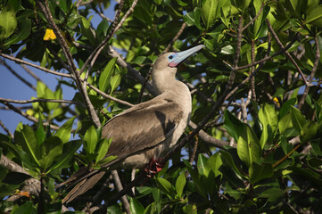 Red-footed Booby, Galapagos Islands, Ecuador