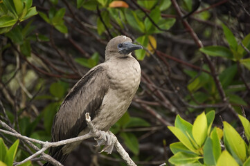 Fototapeta premium Juvenile Red-footed Booby, Galapagos Islands, Ecuador