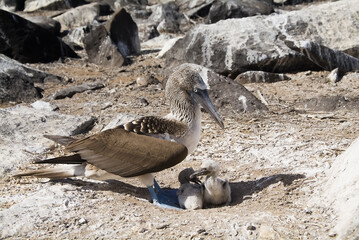 Blue-footed Booby in the nest with chicks and an egg, Punta Suarez, Española Island, Galápagos...