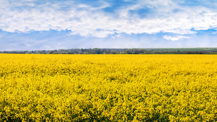 Fototapeta premium Spring landscape with yellow rapeseed field and picturesque sky