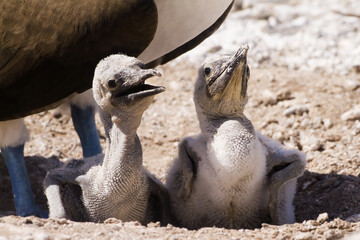 Blue-footed Booby in the nest with chicks and an egg, Punta Suarez, Española Island, Galápagos...