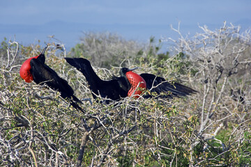 Magnificent Frigatebird displaying its pectoral pouch during the nuptial parade, North Seymour Island, Galapagos Islands, UNESCO World Heritage Site, Ecuador