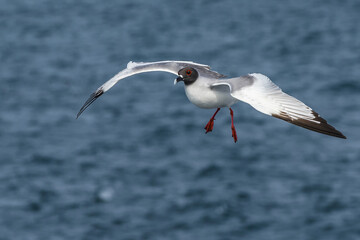 Swallow-tailed Gull (Larus furcatus) in flight, Galapagos, Ecuador, 