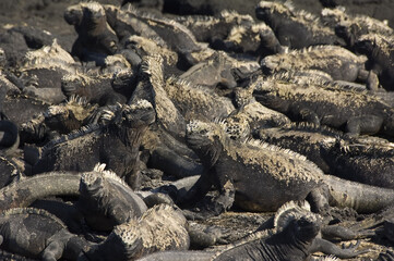Group of Marine Iguana bathing on the rocks,  Galapagos Islands, Ecuador