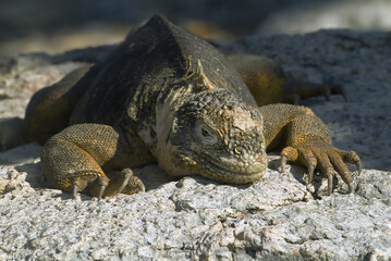 Land Iguana,  Galapagos Islands, Ecuador